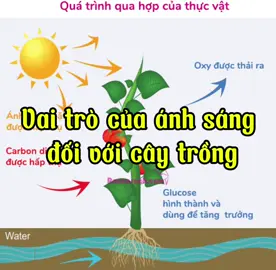 Vai trò của ánh sáng đối với cây trồng#kythuat #nongnghiep #câytrong 