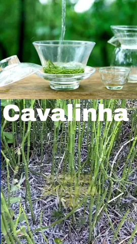 Benefícios da cavalinha #ervasmedicinais #tratamentonatural #diuretico #emagrecimento #emagrecimentosaudavel 