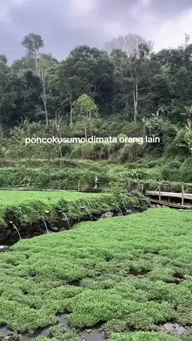 lokal pride#poncokusumo #bantenganmalang #mafiagaduk #lokalpride #culture #fyp #blackbullputrakusuma #bantenganbrangwetan #xybca #CapCut 