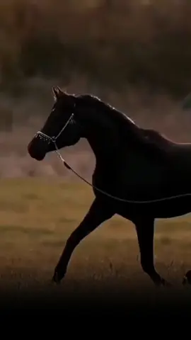 #CapCut دور الي مشتريك 💫#عشق_الخيل_ادمان #دور_الي_مشتريك_وعينه_باالدنيا_عليك #خيل #خيل_وخياله🐎 #خيل_عربي_اصيل #حصان #فرس #حصان_عربي_أصيل #خيل_تصميم #خيل_فخمه🐎 #شعر #قصيد #قوالب_كاب_كات #كاب_كات #خواطر #fyp #fypシ #viral 