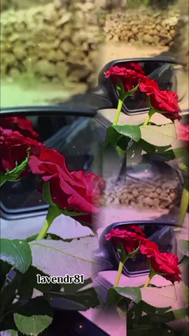 أنتي مانك حلوة وبس ✨✨✨✨ #عمر_الشعار #حلوة #وبس #منشن_لشخص_ودك_تقوله_هالكلام #سوريا #لبنان #تركيا #viral #fyp #lavendr81 #تصويري #rose #flower #اكسبلور #explore #CapCut 