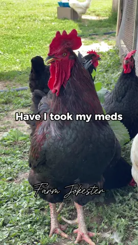 I think I need a higher dose of both. I’m not sure mines working! #chicken #chickens #chickensofinstagram #geese #goose #geeseofinstagram #comedy #funnyanimals #featheryfinetime #motherclucker #farmjokester 