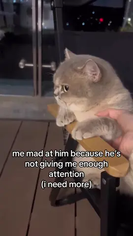 im an attention junkie #cat #catmemes #Relationship #catsoftiktok #bf #gf #fyp 