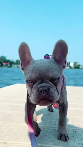 #frenchbulldog #newshadeisabella #frenchie #frenchiesoftiktok #puppylove #WeekendVibes #waterfront #bulldog #dailylife #bellabean 