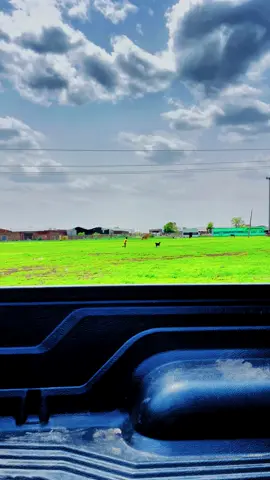 #السودان🇸🇩 #البطانه_جمال_الباديه_والريف #الخريف_والجو_الجميل🍁🍂 #ياسين_هاشم🤍✌🏼 