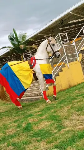 por una sola pasión ❤️‍🔥  vamos tricolor 🇨🇴 #seleccioncolombia #copaamerica2024 #caballosbailadores #caballoscolombia #reels #destacar #futbol⚽️ 