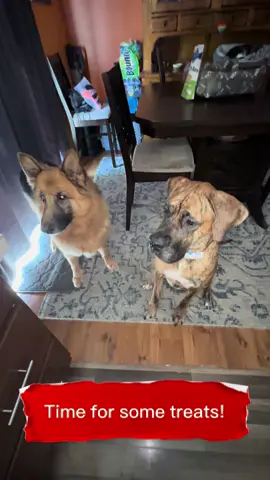 How!?! How can he possibly produce so much drool!!?!? 🤤😂😂😂 #dogsoftiktok #fyp #fun #puppy #Love #dog #treats #laugh 