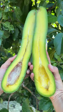 Have you ever had an avocado with a long neck? 🦒🥑 Long Neck Avocados are back in season! 😍 Like all of the fruit we offer, these avocados are 100% non gmo. The variety in this video was grown in South Florida but it originated in Nicaragua. 🌳 Long neck avocado box available at miamifruit.org 🌈 #avocado #longneckavocado #avotoast #avocadotoast #theperfectavocado #plantbased #tropicalfruit #fruit #miamifruit