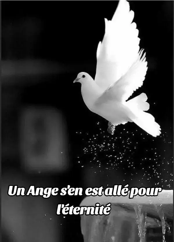 @followers @à la une  Pour toi, Jean-Charles Oumar Gnahoré-Siaba  Car je ne sais comment évacuer cette tristesse si ce n'est d'avoir une pensée pour toi au travers de ma plume 📖🪶😞 C’est comme un couteau émis sous la gorge, Cette douleur, qui tenaille les entrailles, Cette déception qui vient pour ruiner tous les espoirs fondés malgré, L’obscurité de la nuit. C’est comme un couteau émis sous la gorge, Cette souffrance qui traque ces cœurs brisés, qui au soir de leur désert, Se demandent encore, s’il leur faut tenir bon devant ce temps qui court, Oui, ce temps court si vite que l’on ne voit rien arriver et ce même quand un être cher, Sans crier gare, entame un voyage pour lequel il n’a pas pris le temps de se préparer… La mort, est ce couteau émis sous la gorge de l’humanité toute entière. La mort est notre ultime bourreau devant qui, nos richesses, nos talents, nos amours, Et toutes choses pour lesquelles nous tapons la poitrine ne représente rien. La mort est une épine amère, Que l’on ne peut retirer avec ces bonnes grâces, Elle est évidente et chaque jour qui passe, elle nous rappelle, Que nous aurons beau courir, Esquiver ces pièges, Saluer le ciel pour sa protection quotidienne, Mais il arrivera un seul jour où nous ne pourrons échapper à son couteau, Qui transcende toute l’essence qui a fait de nous cet ensemble de terre et de vie, destinés à retourner vers les entités qui les a fait naître pour un temps. C’est comme un couteau émis sous la gorge, Cette réalité qui s’impose à nous,  Obligeant tout un chacun à te laisser partir bien que l’on ne le veuille, Elle est difficile à accepter cette vérité, mais nous voulons croire que tes pas se dirigent, Dans un autre endroit insaisissable d’où règne la paix et le calme qui t’as manqué dans tes dernières heures d’agonie face à cette maladie qui n’a pas eu pitié de t’arracher à nos vies, C’est comme un couteau émis sous la gorge, Cette tristesse qui me fait me replier sur moi-même, Cependant, je veux te laisser partir. Oui, je veux que tu partes sans regret, sans regarder en arrière, Car en dépit de tout, tu mérites de demeurer dans cet au-delà où tous les tourments de cette existence ne te suivront pas. Va en paix mon ami, je te porterai toujours dans mon cœur ❤️ 🕊️ EXTRAIT DU RECUEIL DE POÈME DANS MON HAVRE DE TOURMENTS. #unecouronneeaterre💔🕊️ 