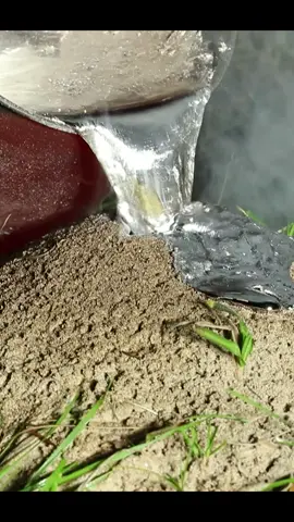 Casting a big fire ant colony with aluminum. Anthill Art Cast 115. 16