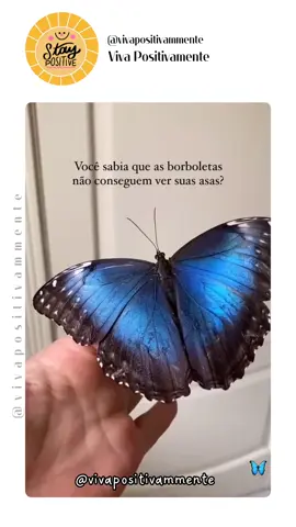 Talvez você seja uma borboleta... . . . 🔴 Ganhe para Divulgar no Instagram, faça 3 post por dia e Receba R$ 1.520,00 por Mês [Ganho minimo] 🙋‍♀️ Me chama no Direct (Privado) #prosperidade #positividade #amor #goodvibes #sucesso #paz #Love #empreendedorismo #gratidão #dinheiro #bomdia #gratidao #instagood #felicidade #fé #brasil #autoconhecimento #brazil #saude #foco #empreender #vida #marketingdigital #positivevibes #coaching #boanoite #inspiração #photography #deus #praia 