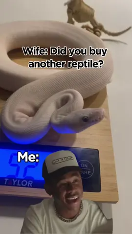 On a good note I’m not married so I only have to tell that to my bank account.  #ballpython #ballpythons #ballpythonmorphs #royal Python #ballpythonsofinstagram #python #pythons #snake #snakes #snek #reptile #reptiles #reptilesofinstagram #reptilelover #reptilekeeper #pet #pets #daily #instagram #tiktok #reels #cute #fun #happy #ballpythonsoftiktok #boise #idaho 