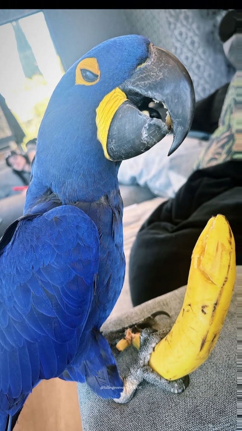 Daisy learning Ronnie's evil laugh 😈🤣🖤 From Ronnie instagram stories!  @ronnieradke  #fallinginreverse #fallinginreverseband #fallinginreversesupport #fallinginreverselive #fallinginreversefans #ronnieradke #ronnieradkefans #ronnieradkesupport #ronnieradkephoto #ronnieradkeedit #ronnieradkeismyspiritanimal #ronnieradkeismyhero