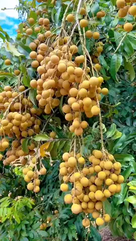 Buah kelengkeng super berbuah lebat dengan pemupukan spesial #buah #kelengkeng 