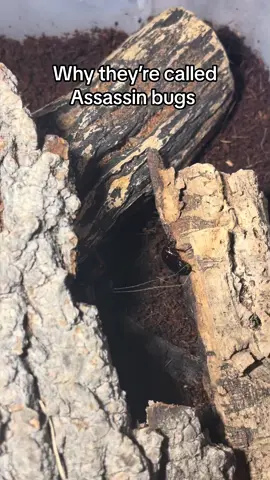 Poor roach didnt see it comin 😭  this species of roach smells like garlic bread when they are attacked btw #bugs #bug #assassinbug #bugsoftiktok #bugtok #bugsoftiktok🐜🐌🐛🦗 #fypage #fyp 