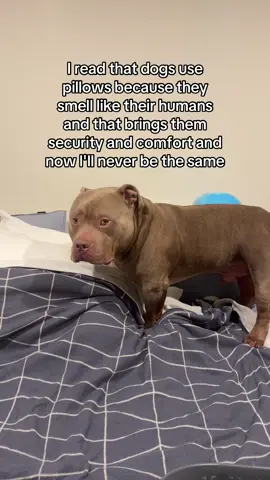 🥹🥹 the sweetest #dog #dogs #puppy #americanbully #dogpillow #Love #dogparents #dogsoftiktok #happiness 