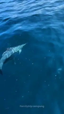 Masih dengan keindahan dholpin Teluk Kiluan😍😍 #telukkiluan #telukkiluanlampung #kiluan #wisatalampung #fyppppppppppppppppppppppp #fyp #fypシ゚viral 