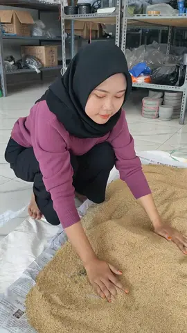 order sekarang mumpung promo kilat!!telur jangkrik alam kualitas super dan premium  #telurjangkriksliring #telurjangkriksuper #telurjangkrikberkualitastinggi #budidayajangkrik #telurjangkrikalam 