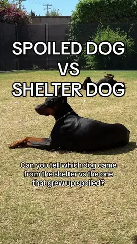 Poor Sage has probably never haf the chance to sunbathe and roll around in the grass ever🥹 it makes me so happy to see her like this #doberman #dog #fosterdog #rescuedog 