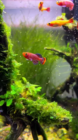 Killifish feeding. #killifish #brineshrimp #aquascape 