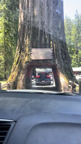 #redwoods #california #nature #trees #forest #redwoodforest #norcal #Hiking #naturephotography #travel #redwoodsnationalpark #humboldt #roadtrip #adventure #northerncalifornia #sequoia #photography #humboldtcounty #redwood #sequoianationalpark #explore #californiaredwoods #wanderlust #muirwoods #sierranevada #tree #getoutside #optoutside #redwoodtrees #nationalparkgeek #fypシ゚viral @Ur Fav 😝🩷 