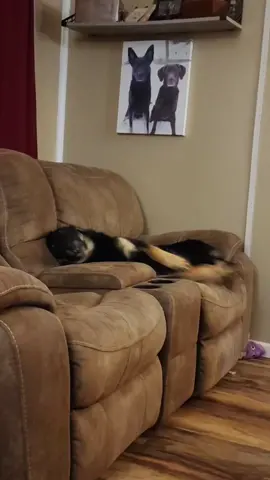 little Paco with the big dreams! *THESE ARE NOT SEIZURES!* Paco's vet has seen these and there is nothing to be concerned about #dogtok #gsdoftiktok #gsd #dogsvideo #dogsoftiktok #bigdreams #dreamingdog 