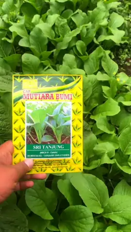 Perusahaan : PT Prabu Agro Mandiri Brand/Merk : Cap Mutiara Bumi Nama Varietas : Sri Tanjung Isi : 25 gram (Estimasi 10.000 - 12.000 butir) Karakteristik Produk 1. Cocok ditanam pada dataran rendah sampai menengah  2. Produksi tinggi  3. Lambat berbunga  4. Batang tegak, daun berwarna hijau mengkilat, lebar dan tebal 5. Rasa manis, serat halus.  6. Panen umur 25-30 HST.  7. Potensi hasil 20-25 ton/ha.  #benihsawi #benihsawihijau #benihcaisim #caisim #benihsritanjung #sritanjung #benihsawihijau #benihsayuran #benihsawitunggul #benihcapmutiarabumi #capmutiarabumi #benihunggul #benihberkualitas #benihsayuran #benihsayuranmurah #benihmurah #fyp #viral #produklokal #beliproduklokal 