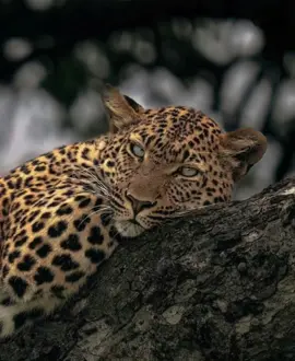 🖤🖤,#foryou #foryoupage #fypシ #kurdistan #hawler #slemani #fyppppppppppppppppppppppp #tiktok #ئەکتیڤبن🥀🖤ـہہـ٨ــہ 