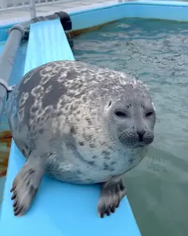 #fyp #seal #foryoupage #tokkaricenter #yochan  AGAIN!!! MY FAVORITE SEAL YOOOOO CHAANNNNNNNN!!!! tokkaricenter_official on ig🦭🦭🦭🦭