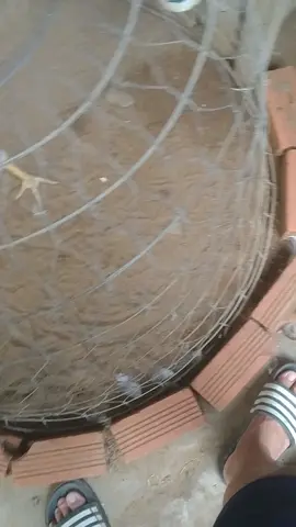 trứng này bự zư à nghe , chúc mọi người ngày mới vui vẻ 🥰