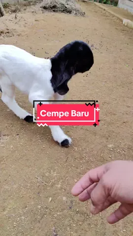 Cempe Jantan apapun itu Alhamdulillah #kambing #cempe #anakankambing #anakankambingetawa #foryou #foryoupage #kambingetawakaligesing #etawakaligesing #kambingetawa #kambingkaligesing #wefarm 