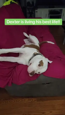 Dexter loves to live his best life!! #momdog #dogmom #livingmybestlife #dog #dogsoftiktok #chill #videoviral #viral #genx #dexter #bestlife 
