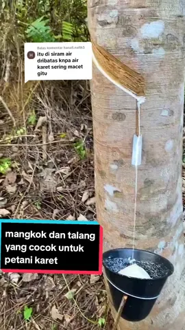 Membalas @hanafi.nafih3 ini yg full nya bg #bibitunggul #getahbibit #fyp #thailand #masukberanda #viralkanyuk #petanimuda 