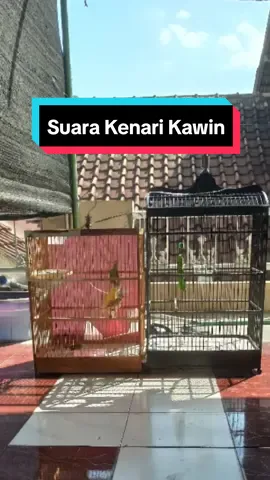 Pancingan kenari kawin. Gas keun biar lansung encusss. #kenari #kenarimaniaindonesia #kenarimania #kenarigacor #kenariindonesia #kenariprospek #kenarijogja #kenarijakarta #kenarimalang #kenariboyolali #kenariyorkshire #as26canary #fyp #fypシ゚viral #fypage 