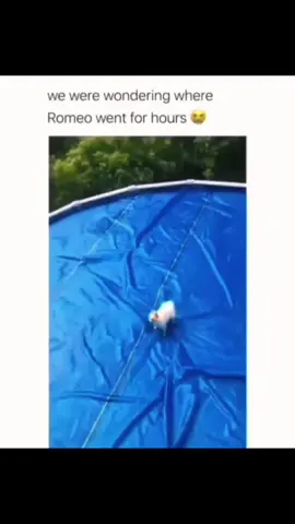 Funny and cute dogs compilation 🤣  #funnydog #funnypet #cutedog #dogoftiktok #doglover #dog 