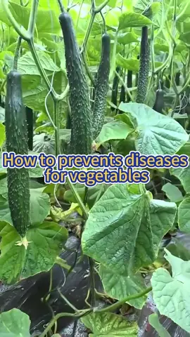 #garden #gardening #gardeningtips #planting #farming #plants #vegetablegarden #gardentools #plant #indoorgarden 