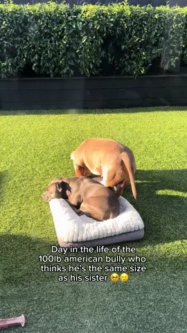 There will always be room for you Tukie 🥹 and yes you are a lapdog 🫶🏻 #lapdog #dog #puppy #dogsiblings #dogs #americanbully #staffy #pitbull #dogsoftiktok 