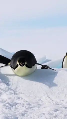Cute penguins slide | niedliche Pinguine rutschen #cute #penguin  The most beautiful collection of the wonderful world of the animal kingdom.  Short videos of the beautiful and loveable animal world, for the animal loving community, with selected music as background for a great experience. All shorts are meant to be peaceful and children friendly content.  The channel is about funny animals, cute animals, Pets, funny cats, funny dogs, cute cats, cute dogs, funny video, wild animals and all about animals. Here you find cute animal moments, funny dog clips, precious cats shorts, viral pet videos, trending animal clips and in general the best clips and shorts of animals and pets of the internet.  Die schönste Sammlung der wunderbaren Welt des Tierreichs.  Kurze Videos aus der schönen und liebenswerten Tierwelt, für die tierliebende Gemeinschaft, mit ausgewählter Musik als Hintergrund für ein tolles Erlebnis. Alle Kurzfilme sind als friedliche und kinderfreundliche Inhalte gedacht.  Auf dem Kanal geht es um lustige Tiere, niedliche Tiere, Haustiere, lustige Katzen, lustige Hunde, süße Katzen, niedliche Hunde, lustige Videos, wilde Tiere und alles über Tiere. Hier findest du niedliche Tiermomente, lustige Hundeclips, wertvolle Katzenvideos, virale Haustiervideos, trendige Tierclips und generell die besten Clips und Kurzfilme von Tieren und Haustieren im Internet.   Vet Zentrum Zürich Letzigrund  https://vetzentrum-zurich.ch #vet  #tierarzt  #tierarztpraxis  #pet  #cute  #zurich  #vetzentrum  #animals  #animallovers  #tierliebhaber  #animalcommunity  #viral  #foryou  #trending  #nature  #tiere  #fyp  #wildlife  #beautiful  #beauty  #art  #life  #funnyanimals  #animalsworld  #video  #funny  #cuteanimals  #best  #animals #travel  #World  #animalvideos  #animalslove  #happy  #babyanimals  #naturelovers  #family  #kidsvideo  #Love #coolest  #amazing  #cutepets  #follow  #popular  #friends  #smile  #explorepage  #Bestvideo  #madeforkids  #madeforfamily  #fun  #music  #explore  #reelstrending  #animaloftiktok #reels 