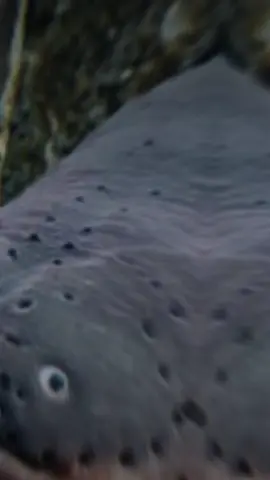 Imagina toma um choque de uma enguia eletrica?...#animais #aprendanotiktok #curiosidades #biologia #choque