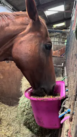 Yum yums  #horses #equine #exracehorse #horsefunny 