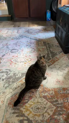 Fluffy butt scratches #catsoftiktok #foryoupage #fyp #cats 
