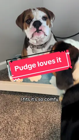 We want to be like all the cool kids, right?! Pudge said she needed one of these, so mom got her one. #pudge #dogbed #calming #dogthoughts #fypシ゚viral #fyp #sleepy #foryourpage #foryou #bulldog #bulldogsoftiktok #PetsOfTikTok 