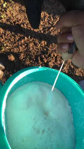 Mañanas como estas en el rancho  >>🌾🐄 #zacatecas #elrancho #ordeñando #paratii #vidaderancho #ganado #becerrito 