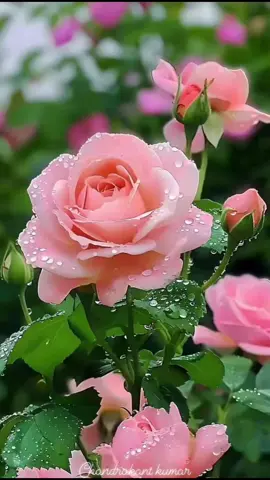 hay la rosa rosada tiene mucha aroma 💙