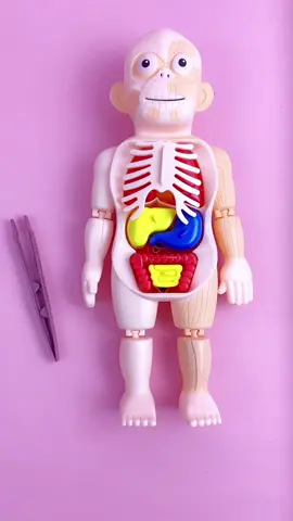 مجسم تشريحي لجسم الانسان الكود6315#جسم #الانسان #العاب #اطفال #عقول_ذكية #fyp #اكسبلور #الشعب_الصيني_ماله_حل😂😂 