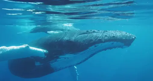 ┆ ᴀɴɪᴍᴀʟs  ᴏғ  ᴛʜᴇ  ᴏᴄᴇᴀɴ  4K                                                                                             #pretty #cute #ocean #4k #fish #whale #blue #calming #tiktok #fypp #viral #sea #edit #editocean #soft #silly #quality 