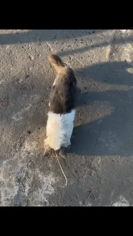 hidup itu harus punya kucing :) #foryou #fyp 