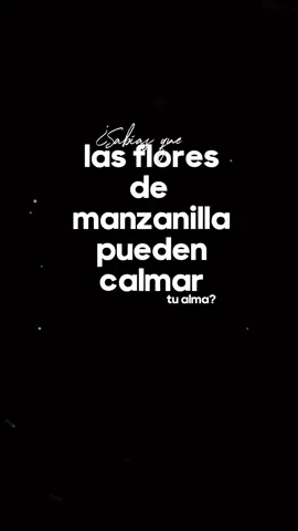 ¿Sabias que las flores de manzanilla pueden calmar tu alma? #manzanilla #infusionesnaturales #hierbasmedicinales #amor #paz #pazmental 