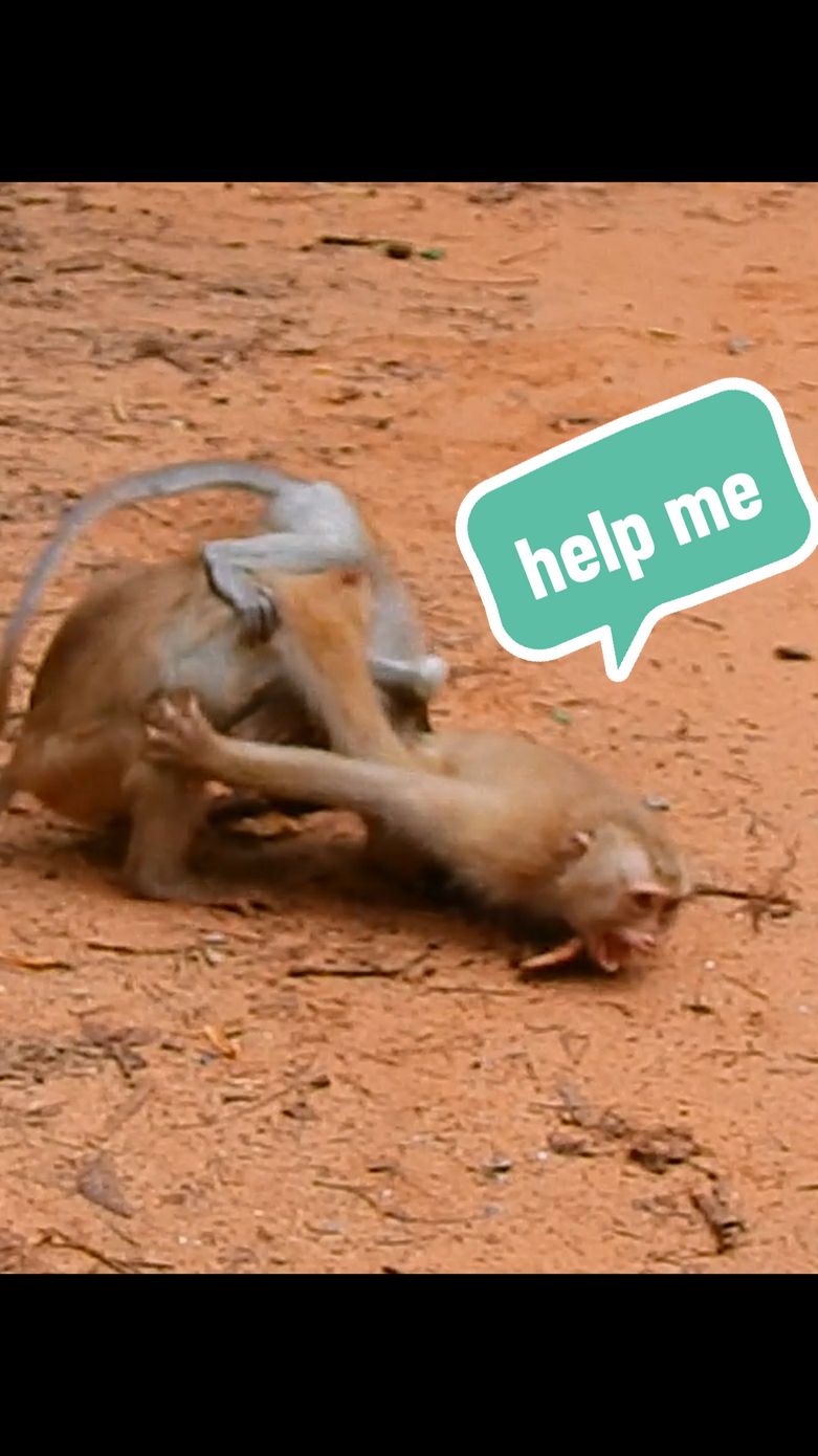 Small monkey screaming hurt got attack by 2 nasty monkeys cruelly  #pooranimals #funnyanimals #cutemonkey #poormonkey #animals #monkeyvideo #beautifulmonkey #animalsvideo #funnymonkey #monkey 