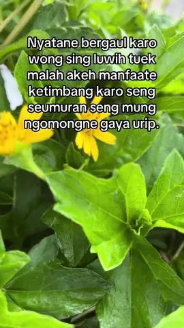 Malah Ngomongne gaya urip gaenek ntek e 😂🤣😂😂 #haha #fyppppppppppppppppppppppp #xyzbca #fypシ゚viral #storytime #jawapride #storywakerenシ #สปีดสโลว์ 